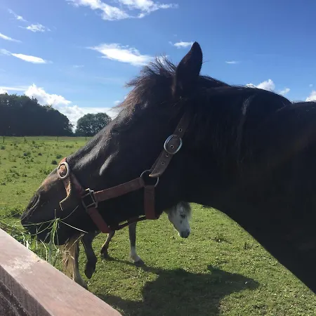 Mews 3 Bed By Trident Homes *